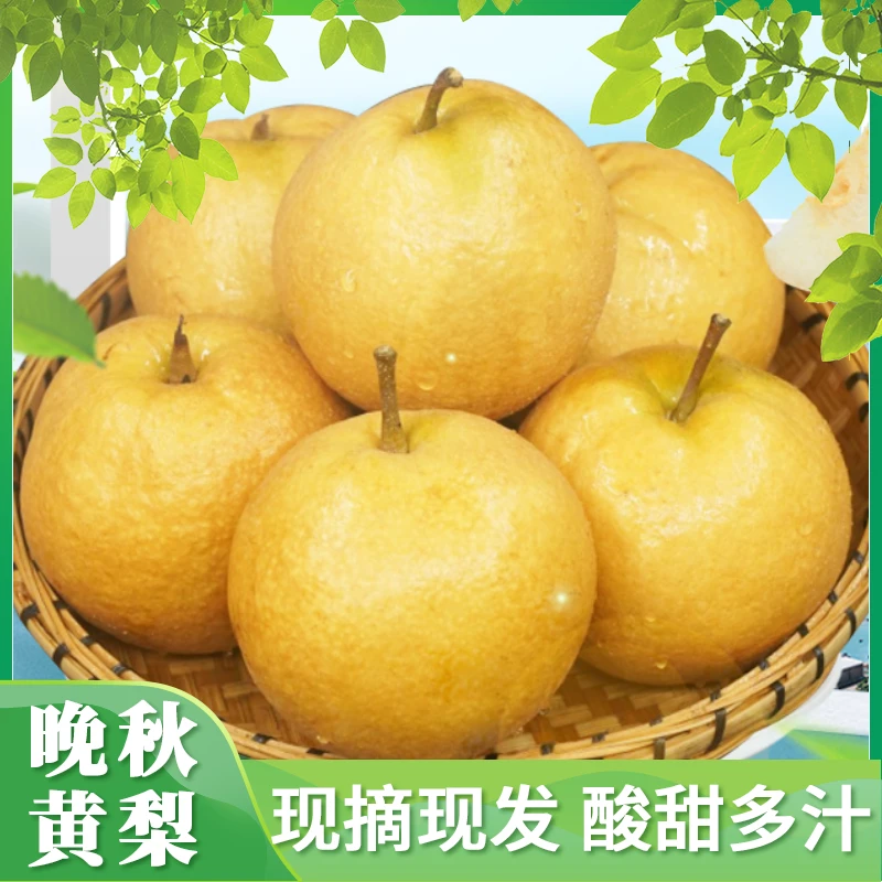 大理云龙晚秋黄梨5斤 黄梨现摘现发新鲜发货包邮 梨子黄梨