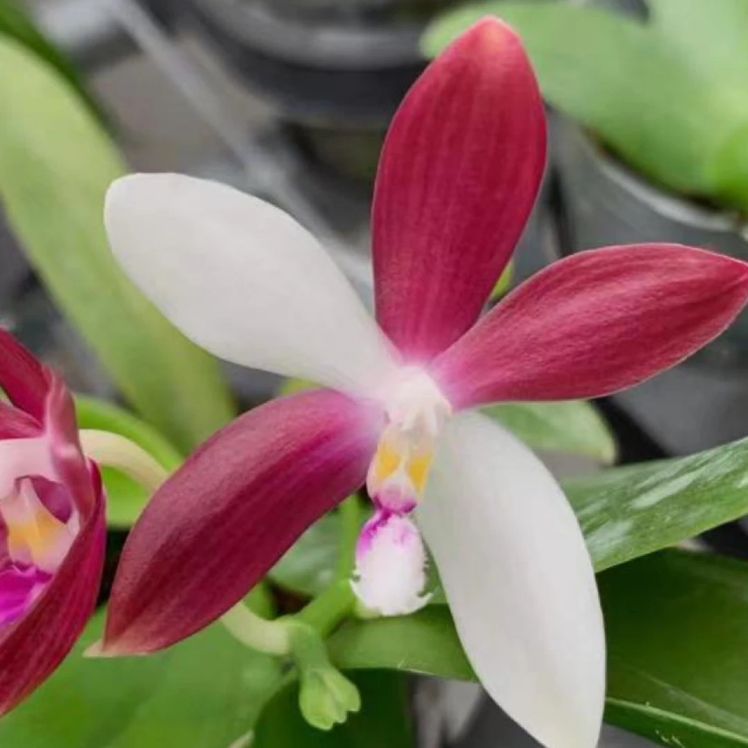 花农杰哥原生种蝴蝶兰直播专用链接 盾花 C1