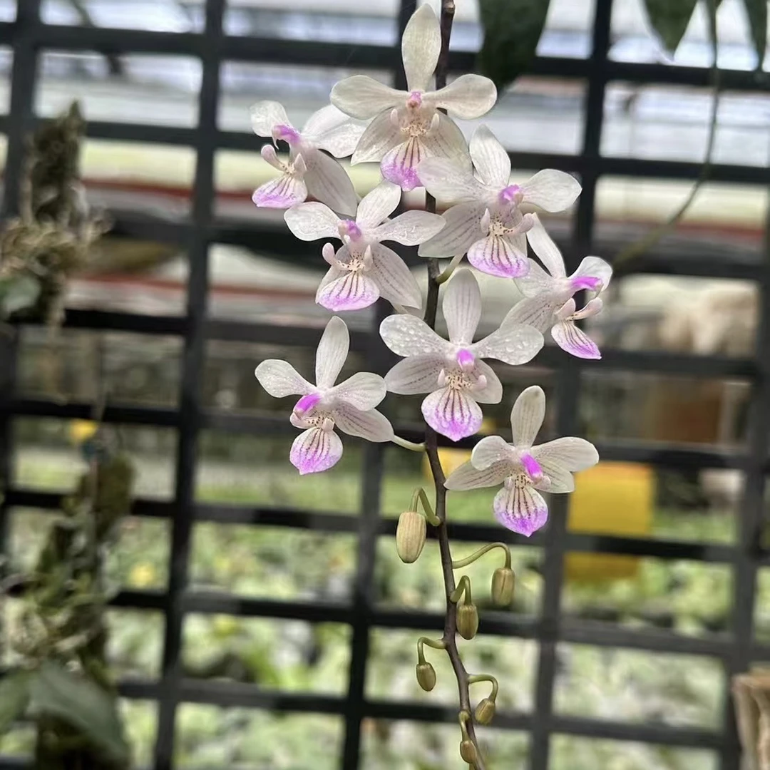 花农杰哥原生种蝴蝶兰直播用链接林登蝴蝶兰