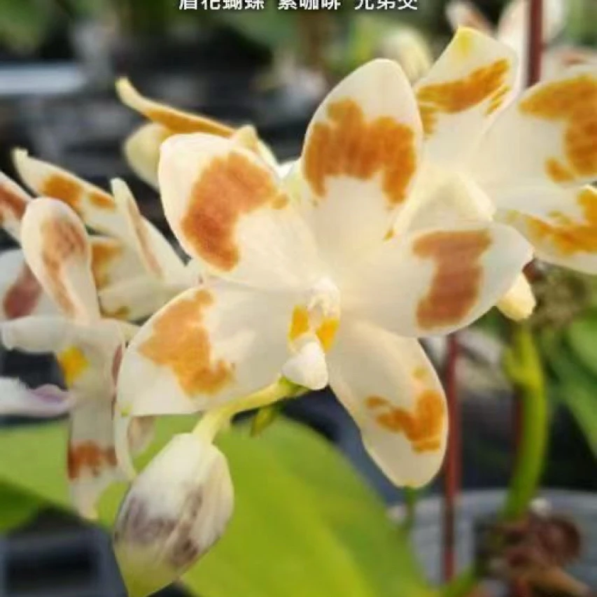 花农杰哥原生种直播专用链接盾花蝴蝶紫咖啡兄弟交