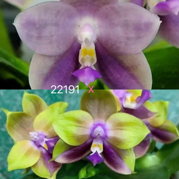 花农杰哥原生种蝴蝶兰22191