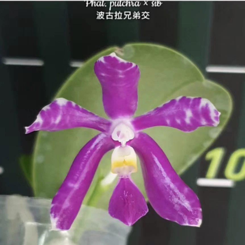 花农杰哥原生种蝴蝶兰波古拉兄弟交