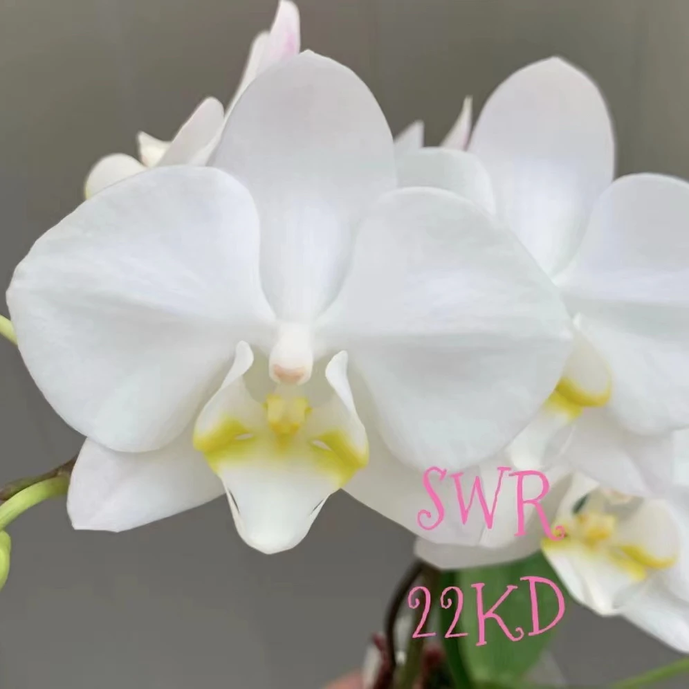 花农杰哥原生种蝴蝶兰直播专用链接 SWR22KD 阿嬷