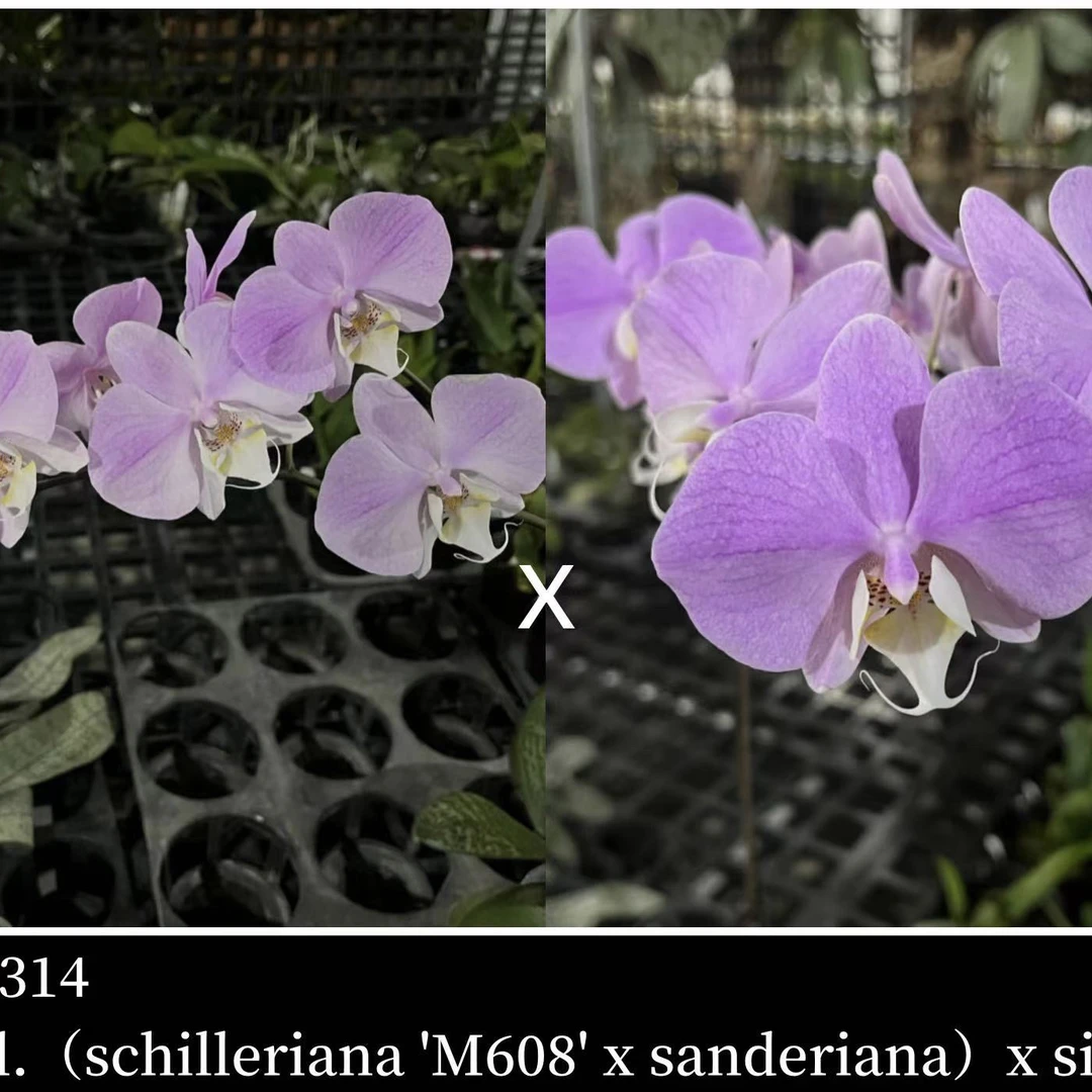 花农杰哥原生种直播专用链接蝴蝶兰西蕾丽M608交桑德【安哥专属】