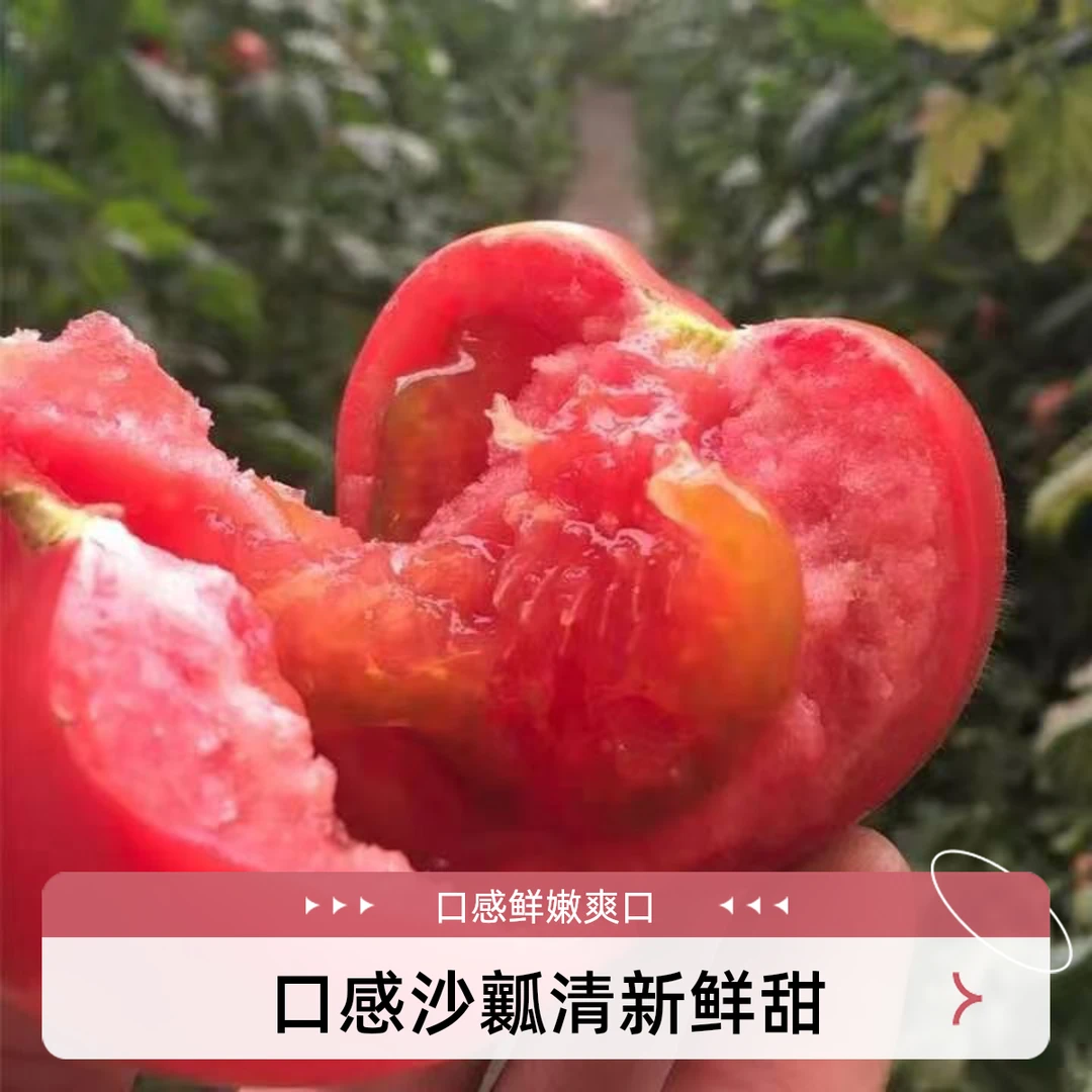 水果草莓西红柿新鲜采摘自然成熟沙瓤甜爆汁儿时的味道