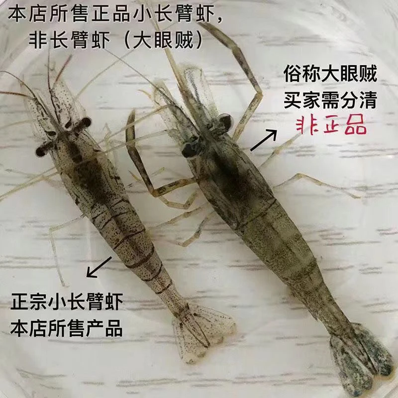 2025最新观赏虾淡水虾鱼缸清洁虾除藻虾清洁虾彩虾辣椒蟹