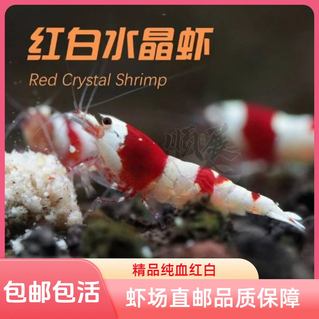 公母混捞可繁殖淡水缸观赏虾淡水虾清洁虾除藻黑壳水族观赏鱼白云