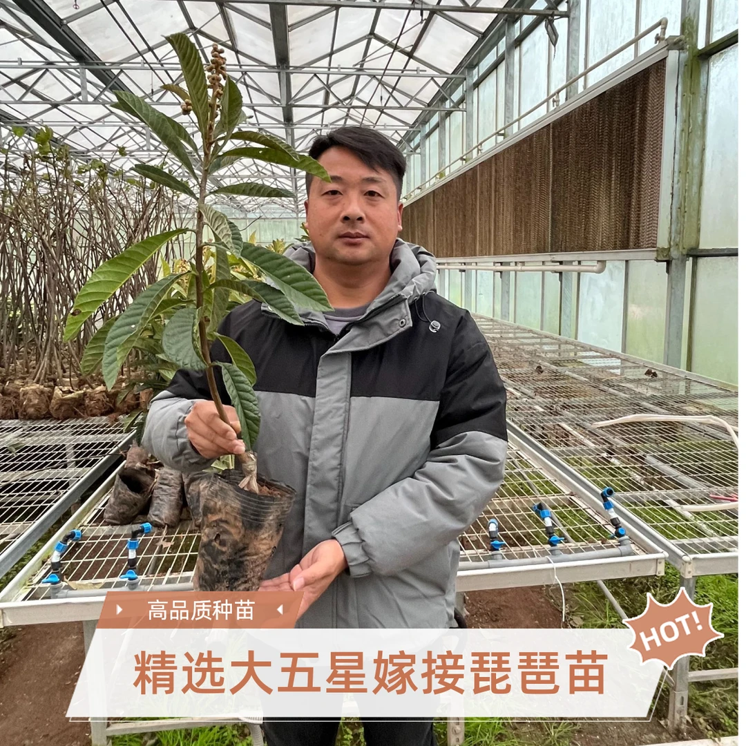 嫁接大五星枇杷树苗地栽盆栽原盆原土南北方种植