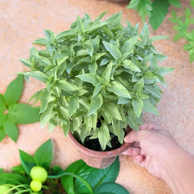 九层塔盆栽可食用三杯鸡擂茶薄荷紫苏罗勒潮汕金不换芸香草迷迭香