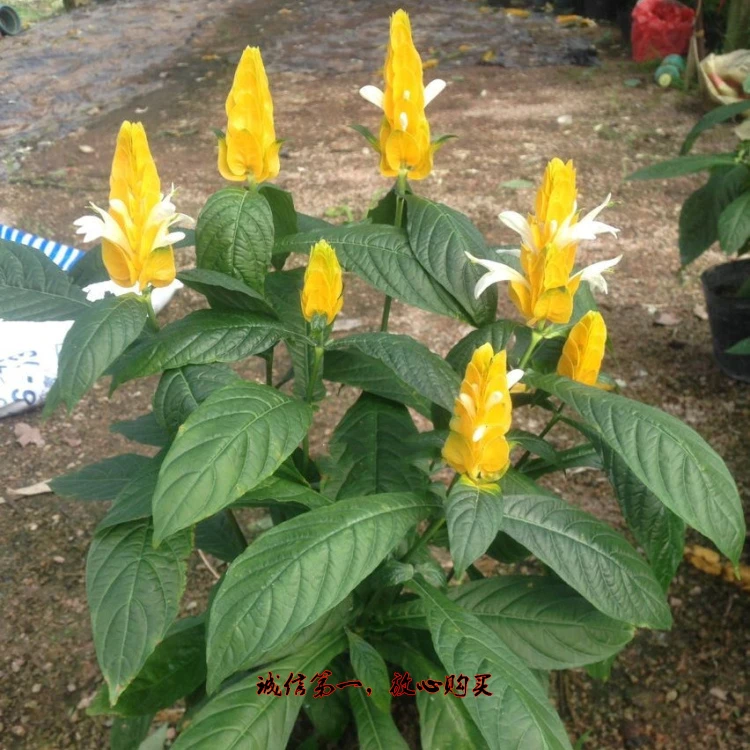 黄虾花花苗黄金塔金苞花盆栽室内外阳台庭院绿植四季开花红虾花
