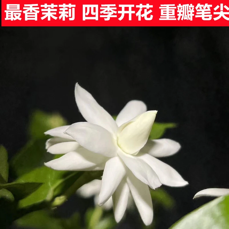 重瓣笔尖茉莉花苗 浓香茉莉盆栽 四季开花不断室内外庭院木本花卉