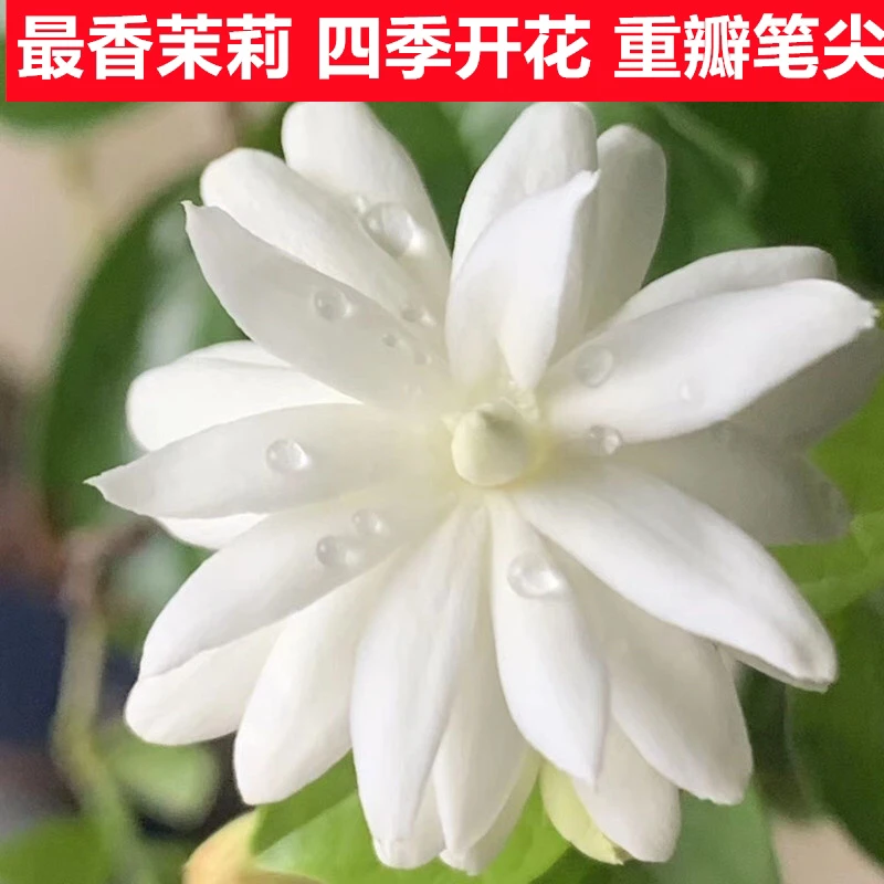 重瓣笔尖茉莉花苗 浓香茉莉盆栽 四季开花不断室内外庭院木本花卉