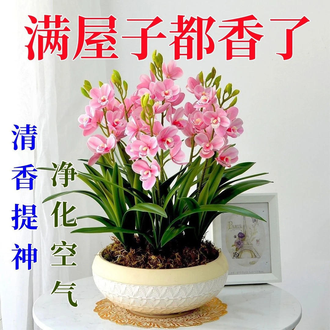 【超长花期】兰花球根驱蚊虫水养土养浓香型盆栽绿植花卉大全阳台