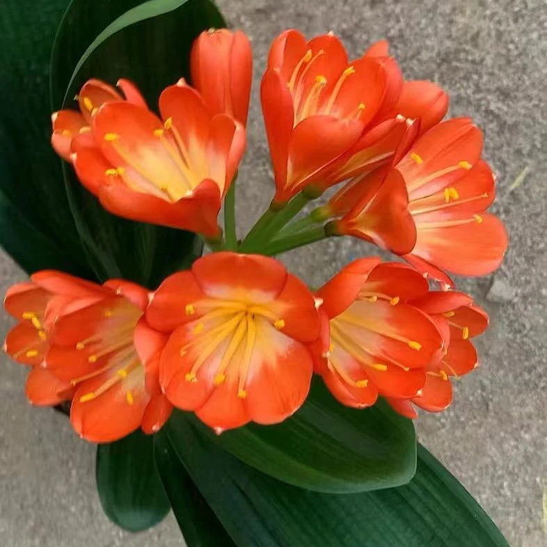 【当年开花】精品君子兰6年苗10-15叶室内精品盆栽四季常青绿植物