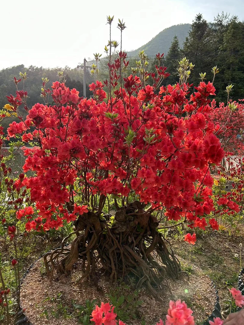 大别山映山红花卉
