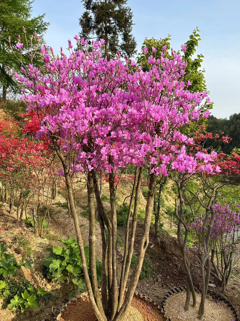 大别山映山红花卉
