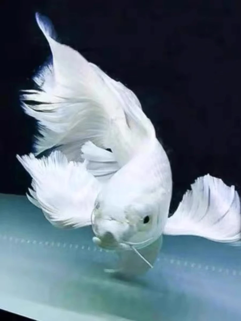 贵妃长尾赛级蝴蝶鲤鱼普身长身短身球体锦鲤冷水淡水观赏鱼活体鱼