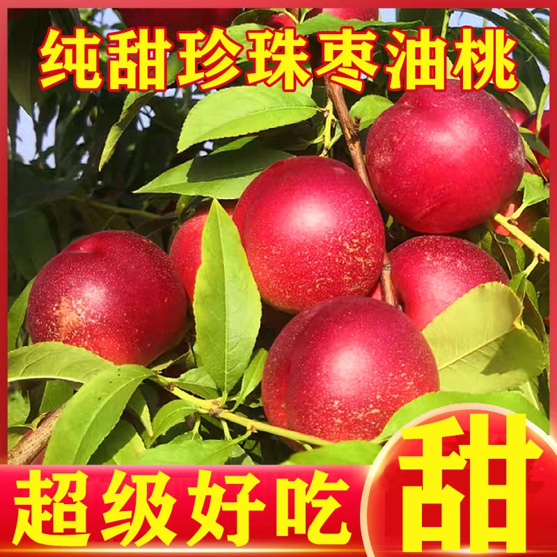 珍珠枣油桃蜜桃小巧精致无毛滑皮爽口汁多，味道香浓2斤/4.5斤