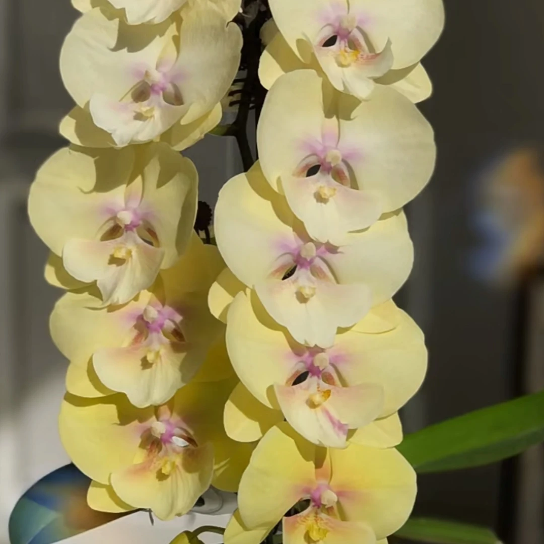 《花千谷》（大吉大利）双花剑花梗苗蝴蝶兰花卉室内阳台盆景