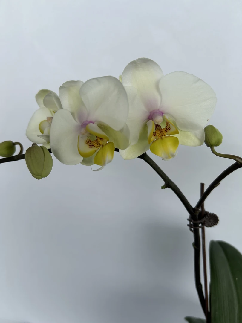 《花千谷》（大忙人）单花剑带侧枝蝴蝶兰花卉室内阳台盆景