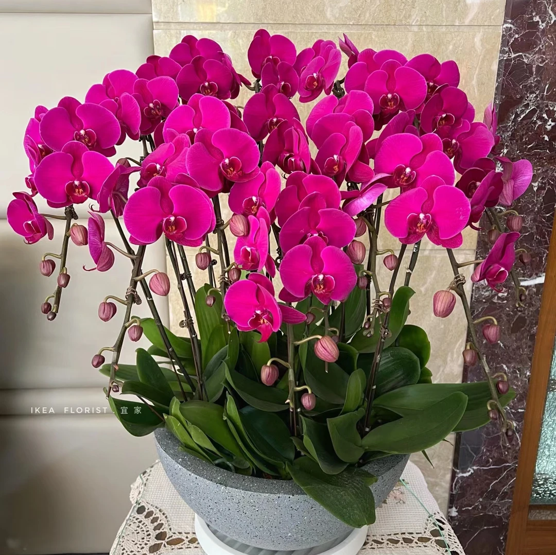 《花千谷》（大辣椒）3.5寸杯单花剑蝴蝶兰好看好养年宵花