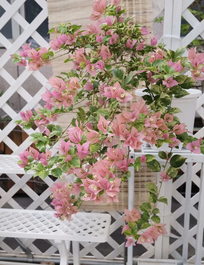 斑叶米罗四季开花伊娃系列勤花三角梅大棵基地大自然绿植直发植物