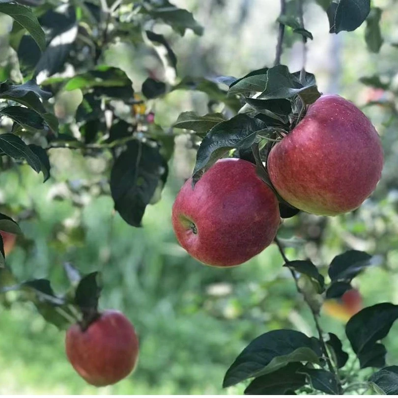 新鲜山地甜脆脆甜现摘好吃多汁鲜脆昭通丑苹果3/5斤装