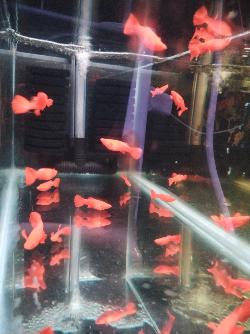 精品孔雀鱼火麒麟