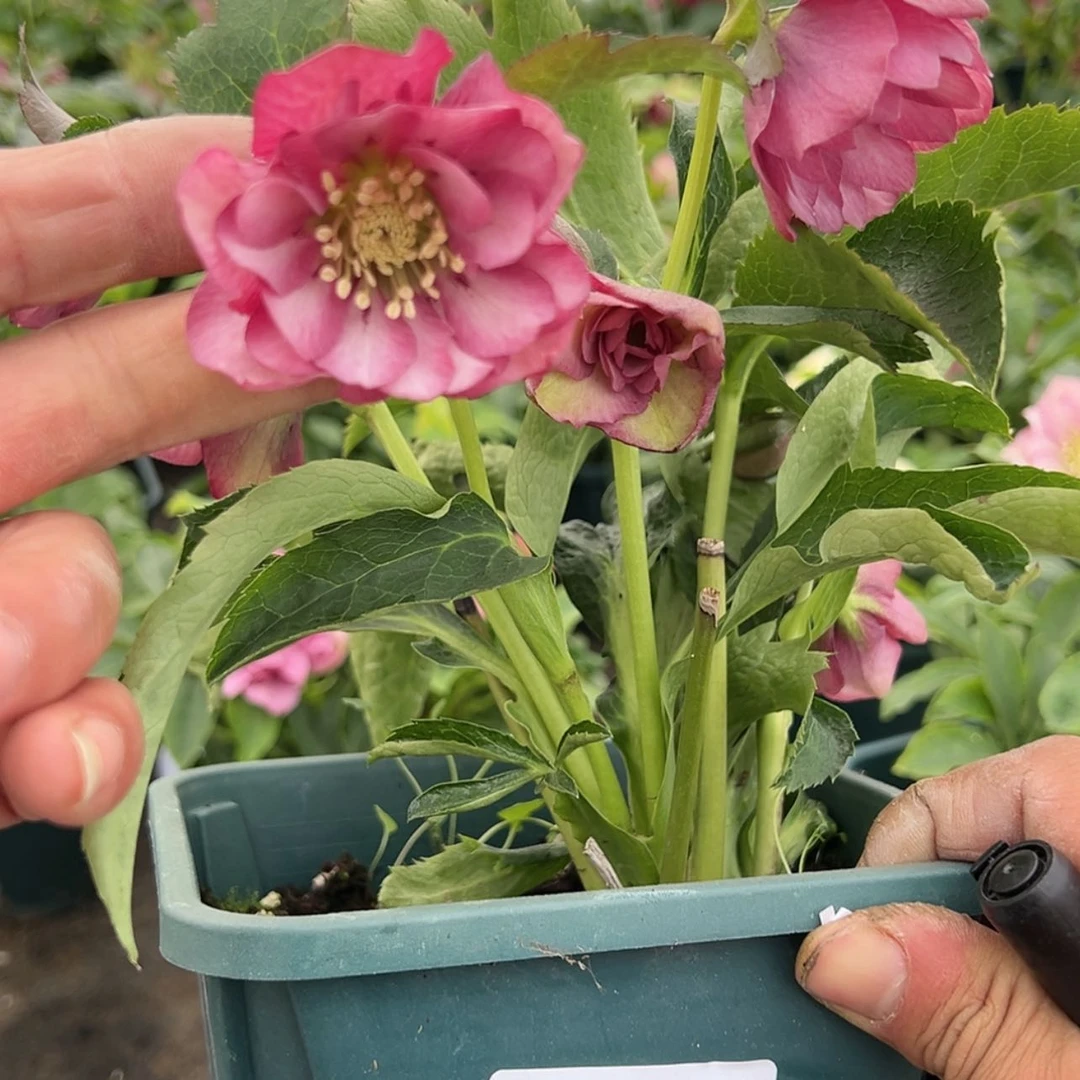 【闪购商品】铁筷子11