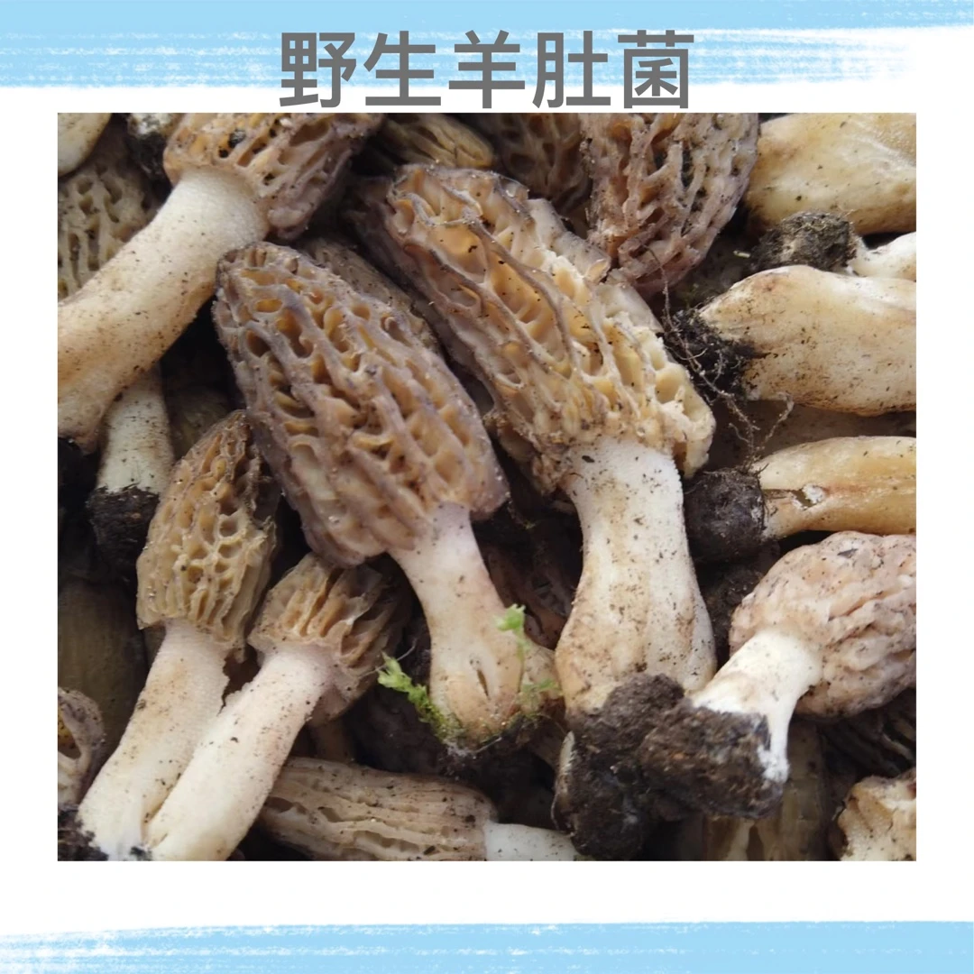 云南新鲜精选野生羊肚菌/500g～1000g顺丰空运/云南特产食用野生菌