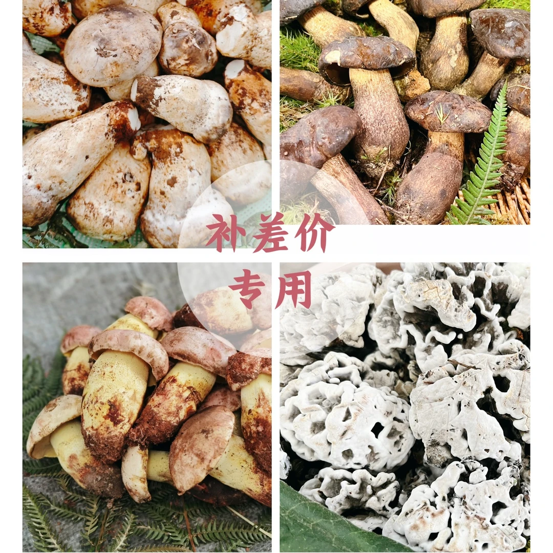 云南新鲜野生菌补价专用500g1000g