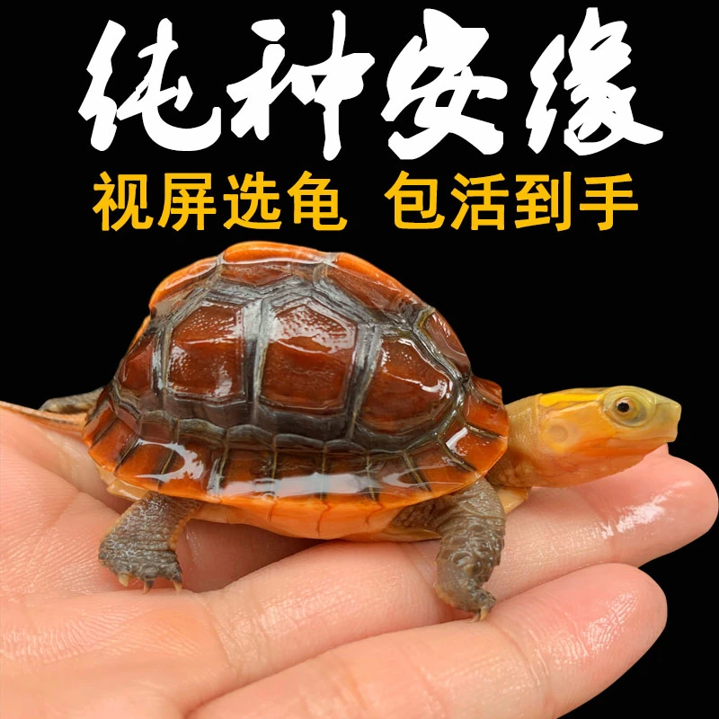 人工合法养殖互动黄缘皖南皖西安缘闭壳宠物观赏龟活体安徽龟苗