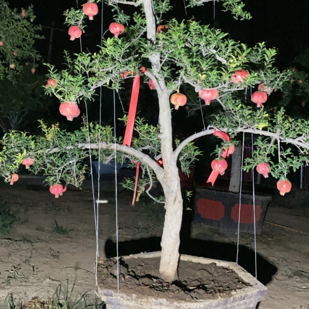 大红袍盆景 一物一拍 下单前请联系客服