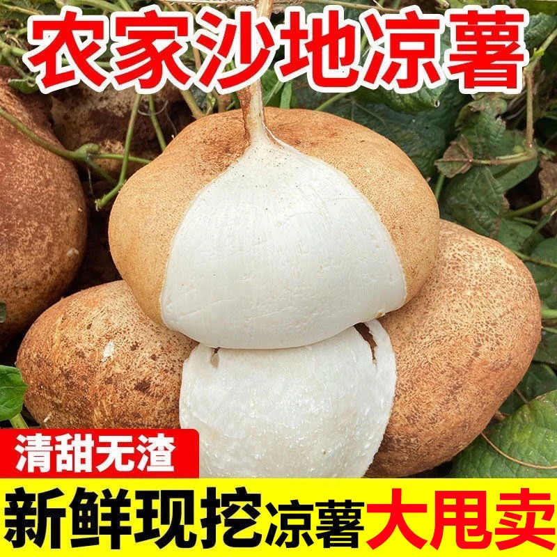 【顺丰包邮】微甜江西赣州信丰农家现挖凉薯洋番薯地萝卜水果地瓜