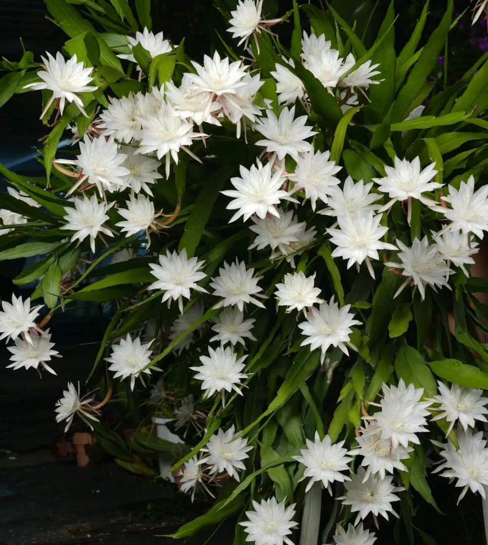 乐哥花卉缘：小叶昙花、红薯花、月季混苗、绣球混苗、风雨兰等