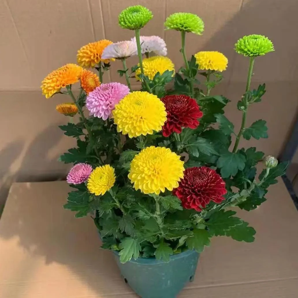 乒乓菊盆栽带花盆四季开花菊花带花苞好养活室内阳台大盆绿植花卉