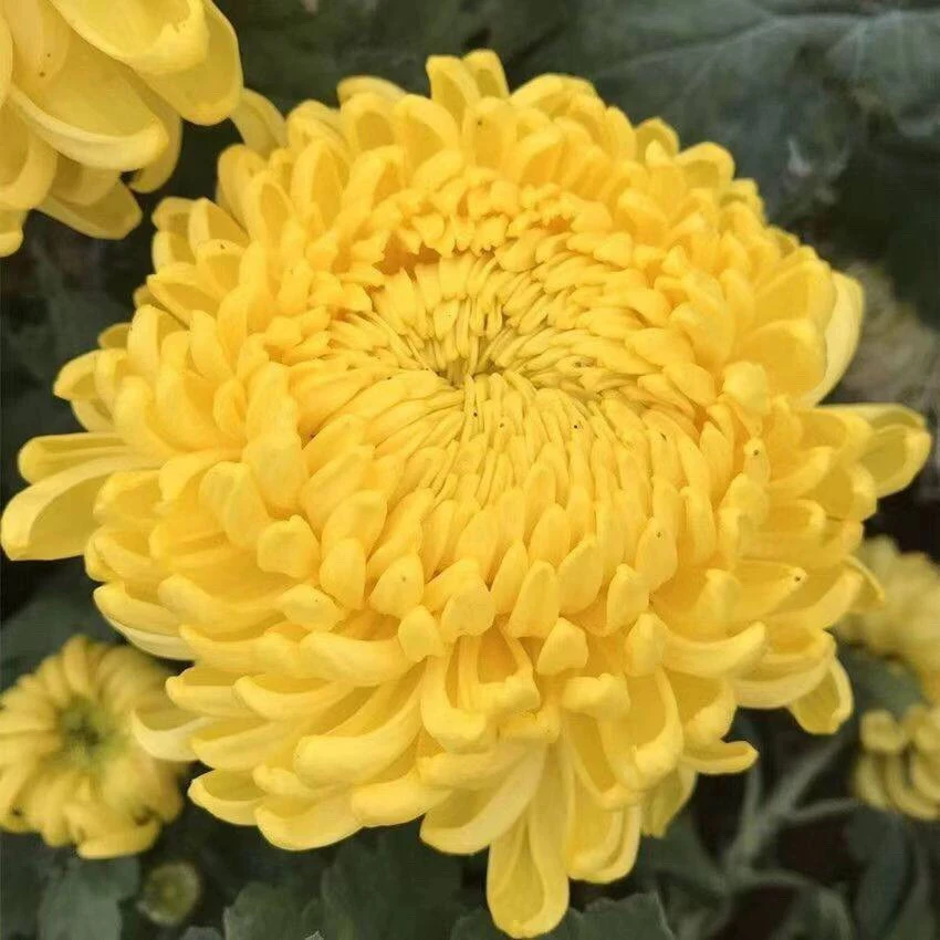 黄绣球菊花盆栽花卉观花植物阳台庭院大菊花苗客厅盆栽九月菊秋菊