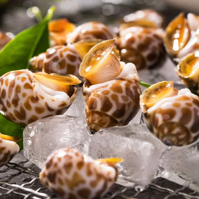 连云港花螺2-4斤速冻锁鲜（质量问题签收4小时内联系售后