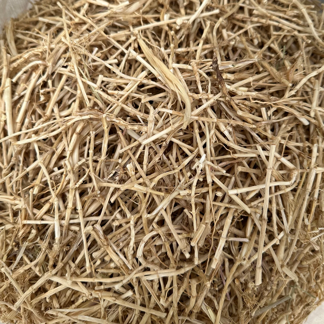 新鲜现采 野生白茅根 干货