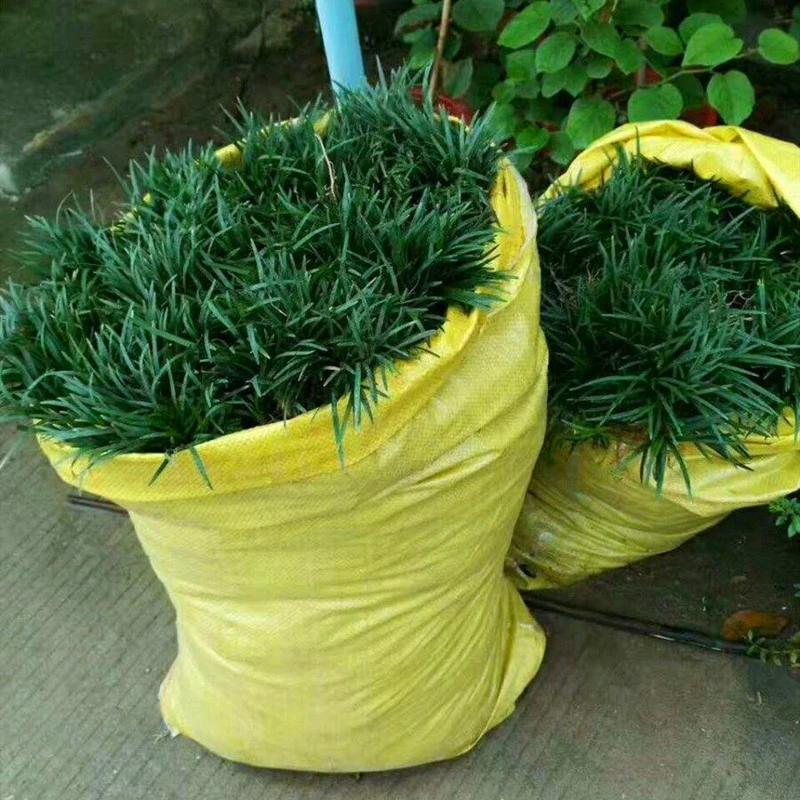 日本玉龙草矮麦冬草坪四季常绿耐荫绿化玉龙草矮麦冬草坪四季常绿
