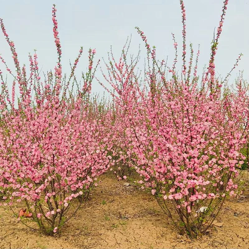 丛生榆叶梅树苗重瓣耐寒盆栽四季种植花卉地栽庭院梅花树苗绿化苗