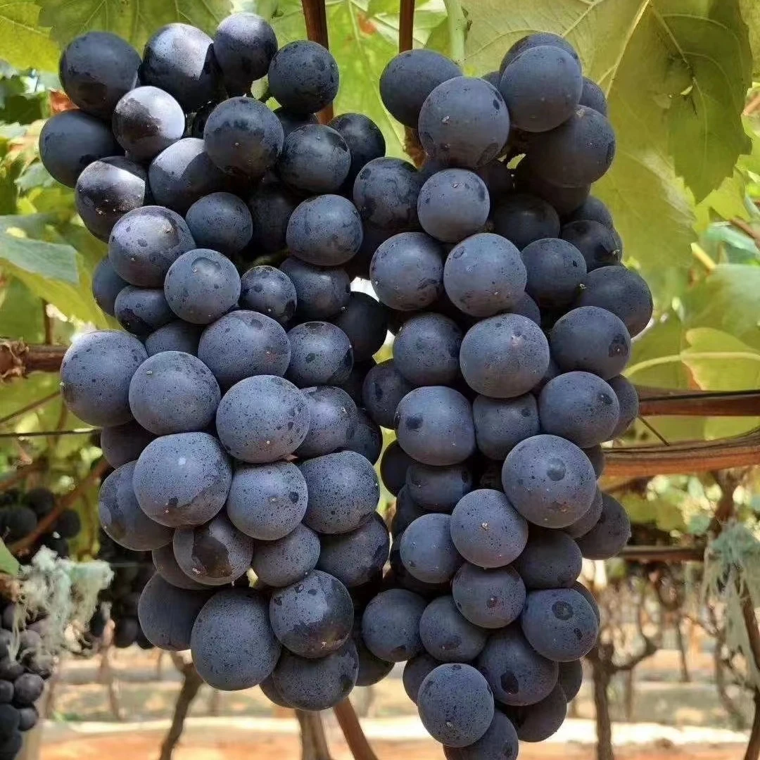 夏黑葡萄早熟无核优良品种高产肉脆多汁品质佳带土发货当年结果
