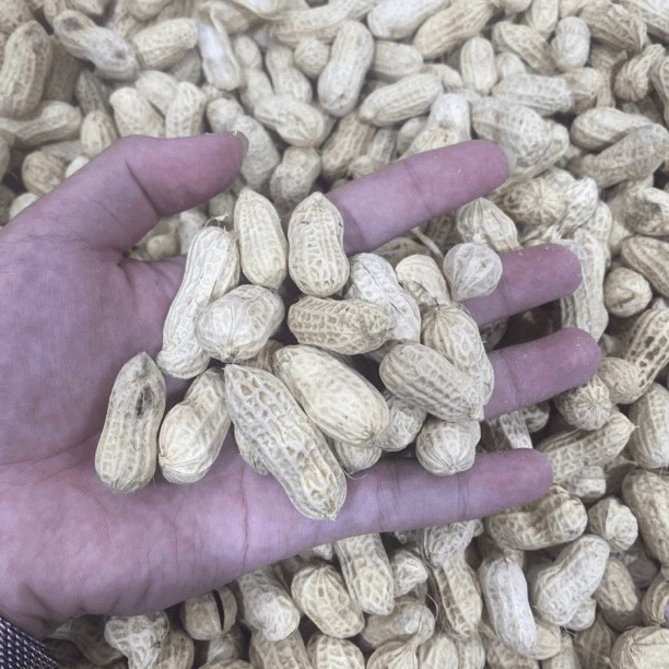 本地花笙【啊南鱼胶福利】