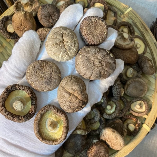 中香菇 煲汤炒【鸡哥福利鱼胶】