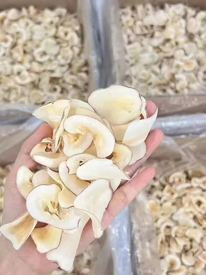 海底叶 煲汤香香
