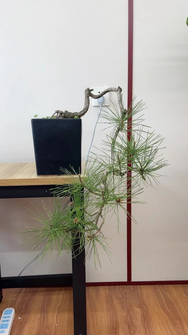 松柏杂木盆景真柏绿植盆栽造型老桩真树办公室内外庭院好养