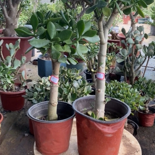 原始玉树一物一拍