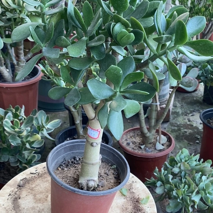 青叶玉树一物一拍