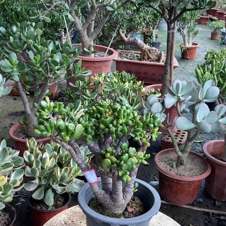 马蹄吸财树一物一拍
