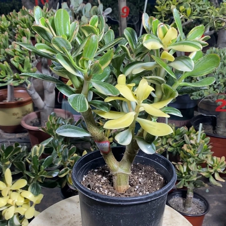 白锦花月一物一拍